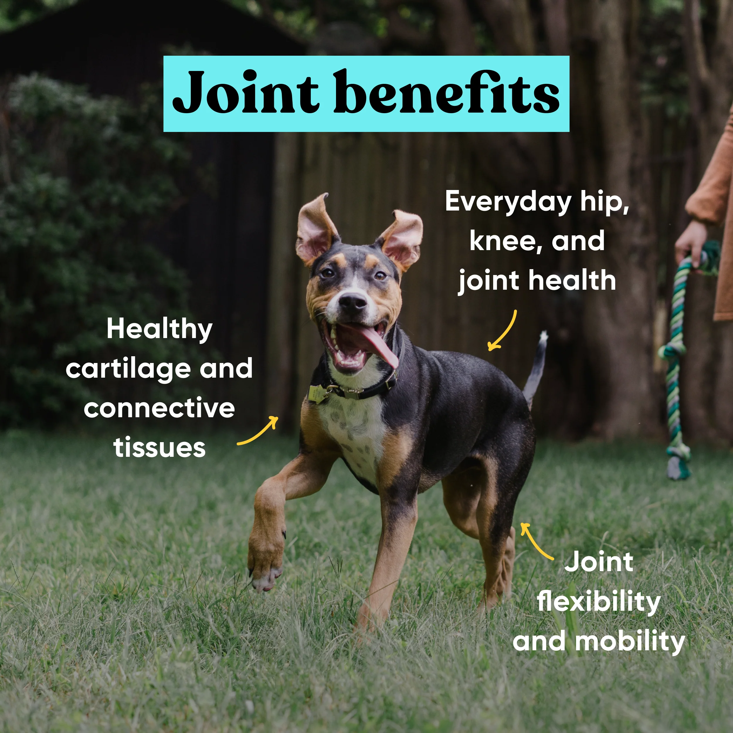 Allergy and Joint Supplement Bundle - Image 4