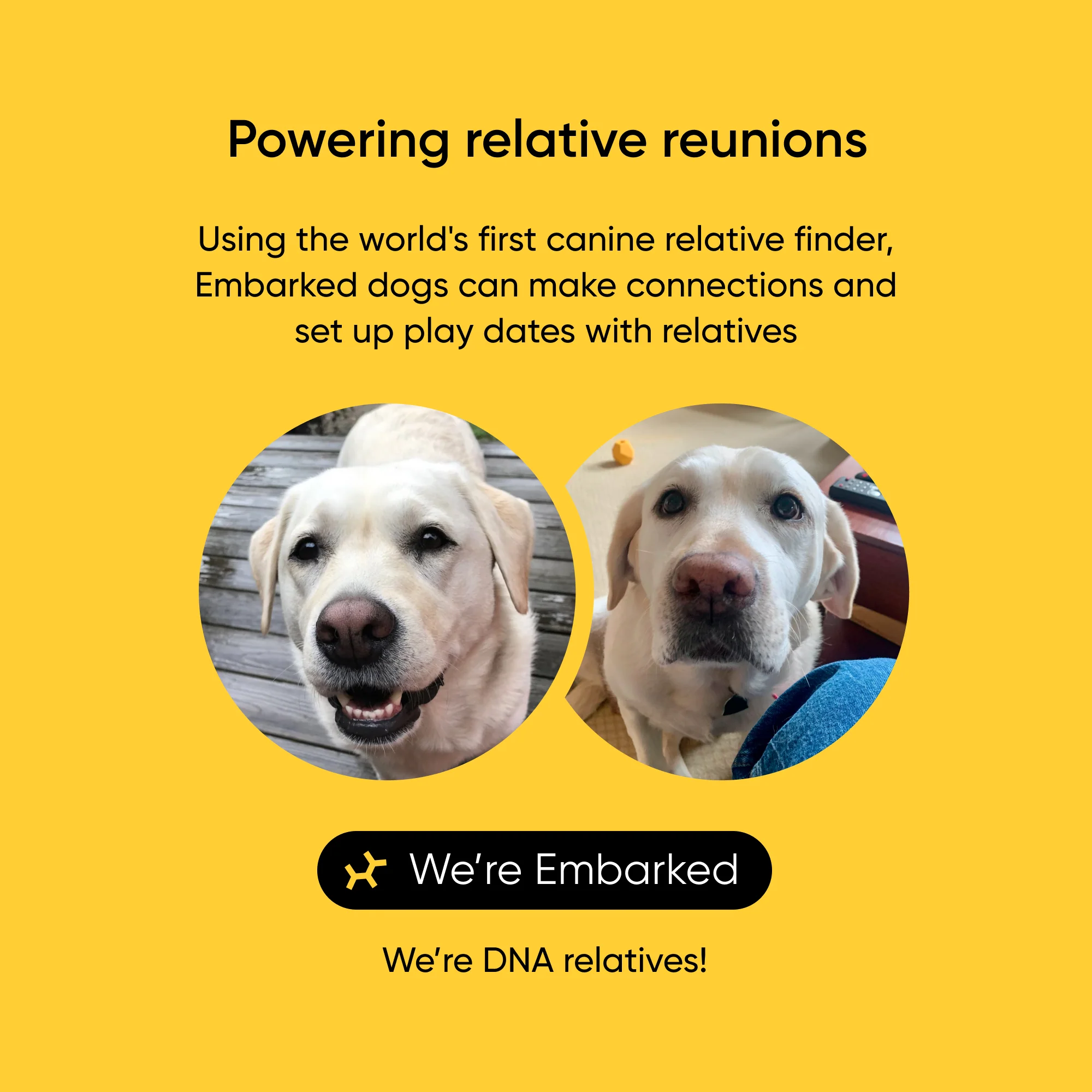 Purebred Dog DNA Test - Image 3