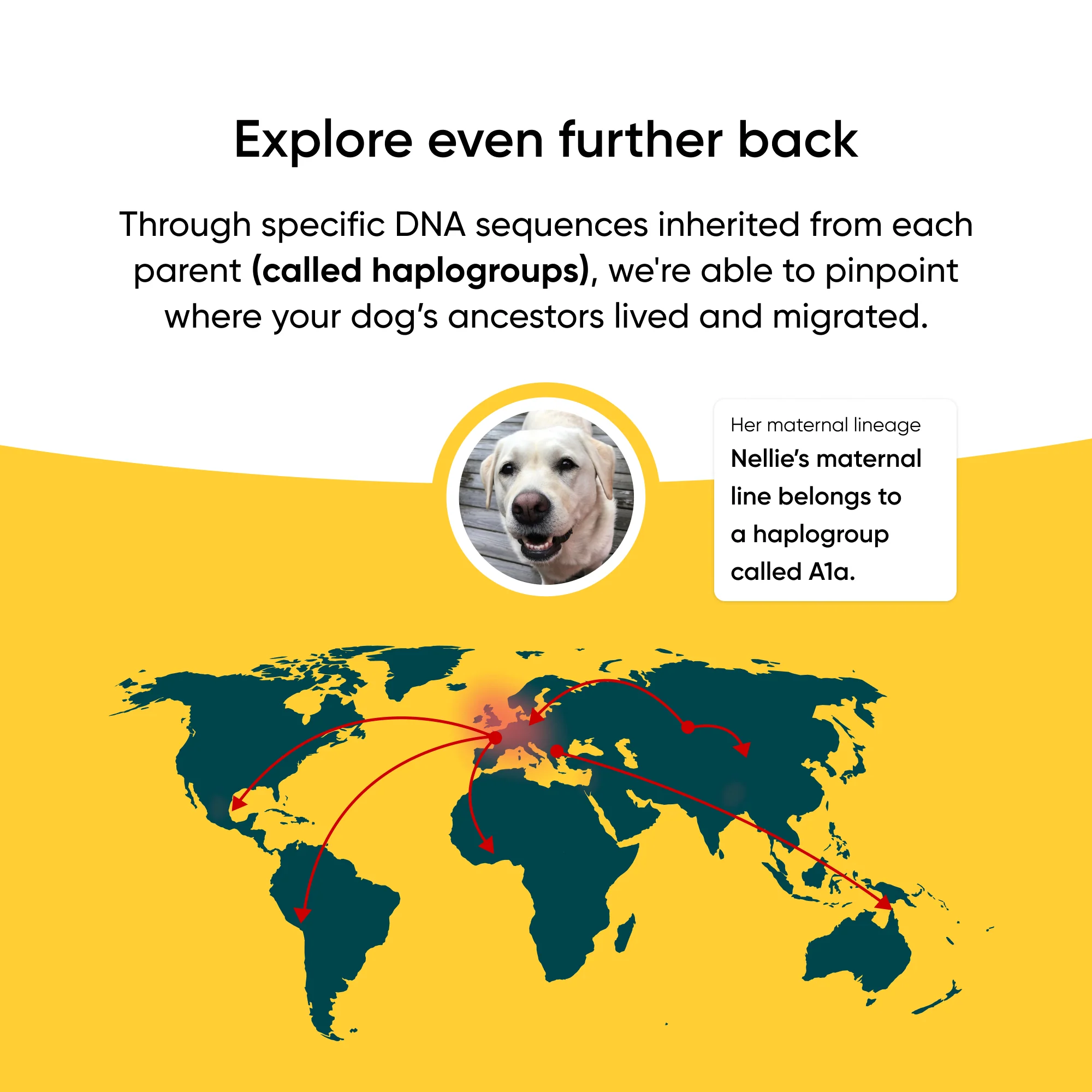 Purebred Dog DNA Test - Image 7