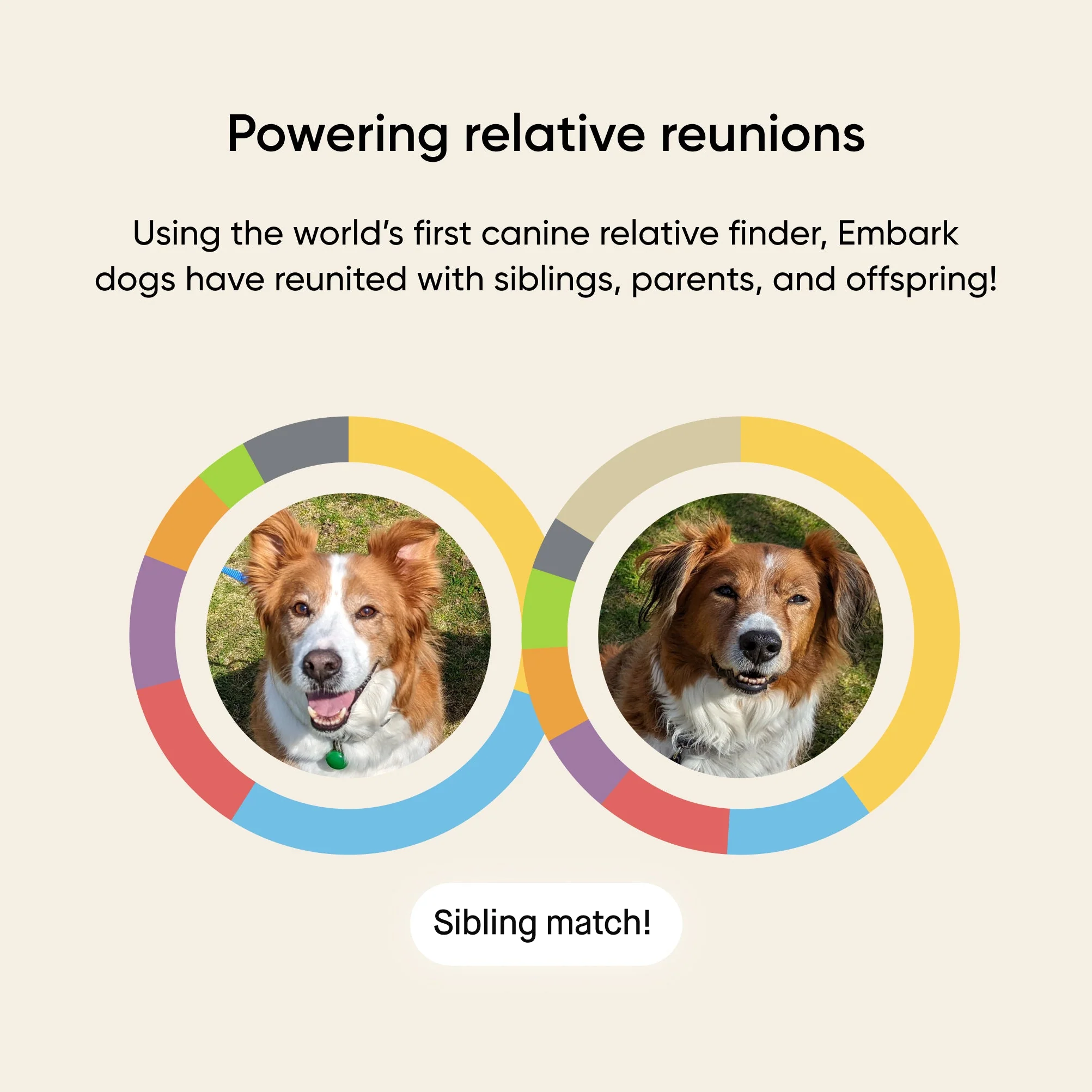 Embark dog DNA test kits - Image 8