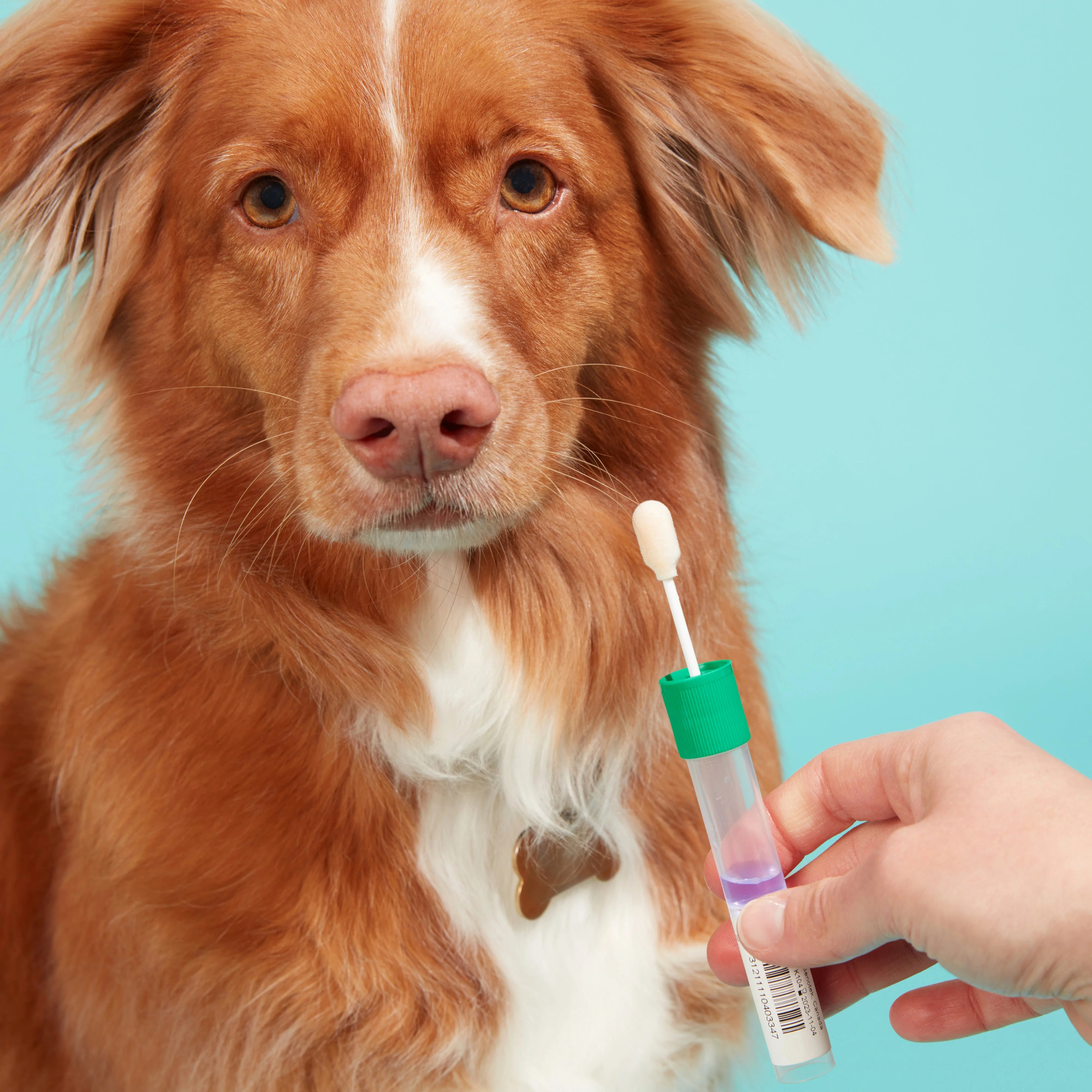 Embark for Veterinarians dog DNA test kits - VetCove - Image 4