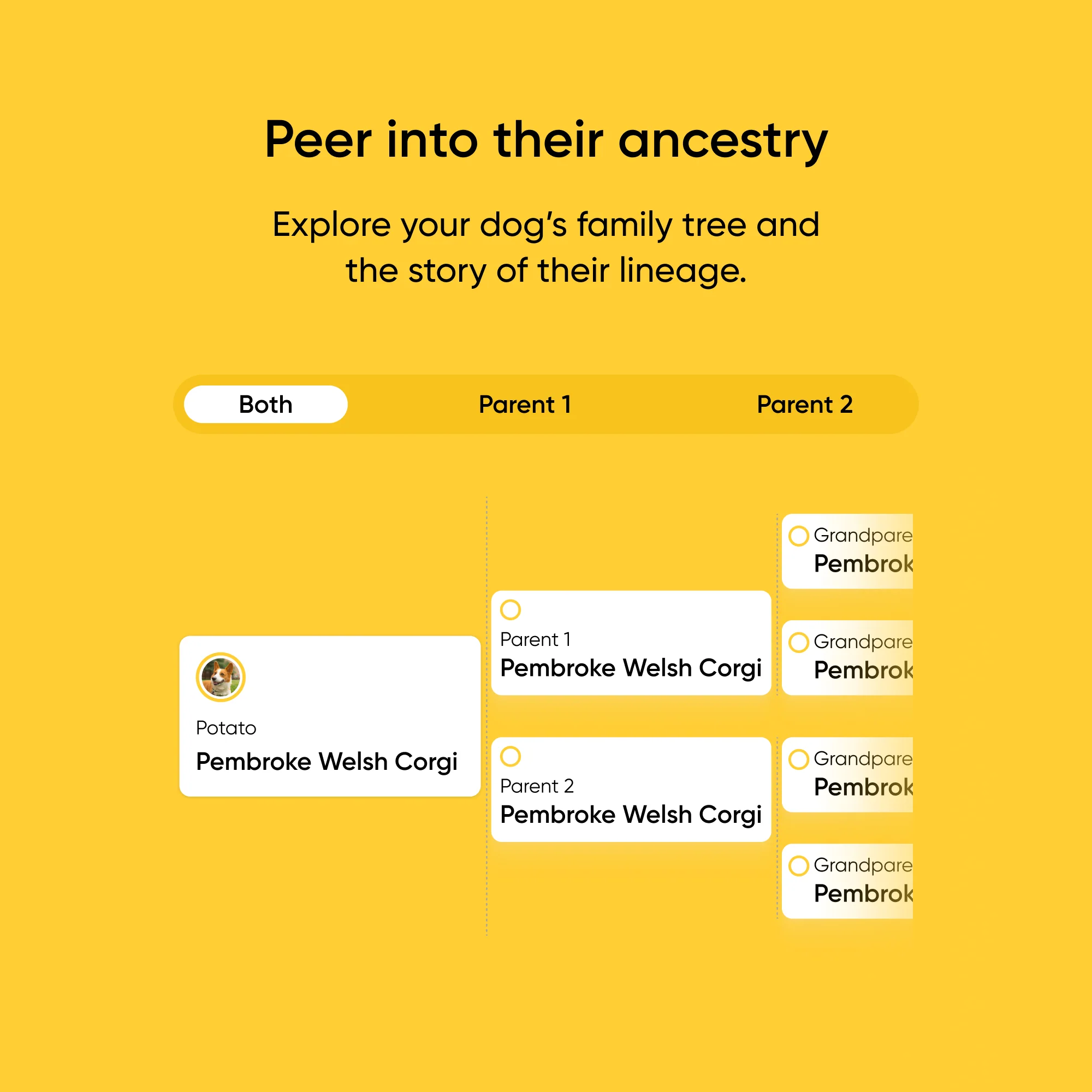Purebred Dog DNA Test - Image 6